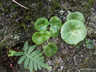 Grotta_delle_Fate - 23-11-2012 10-45-21.JPG